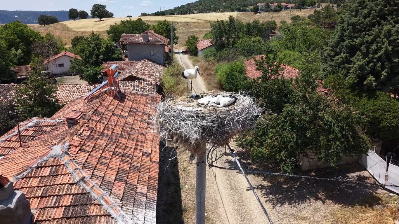 Kütahya’da leylekler bu köyün maskotu oldu
