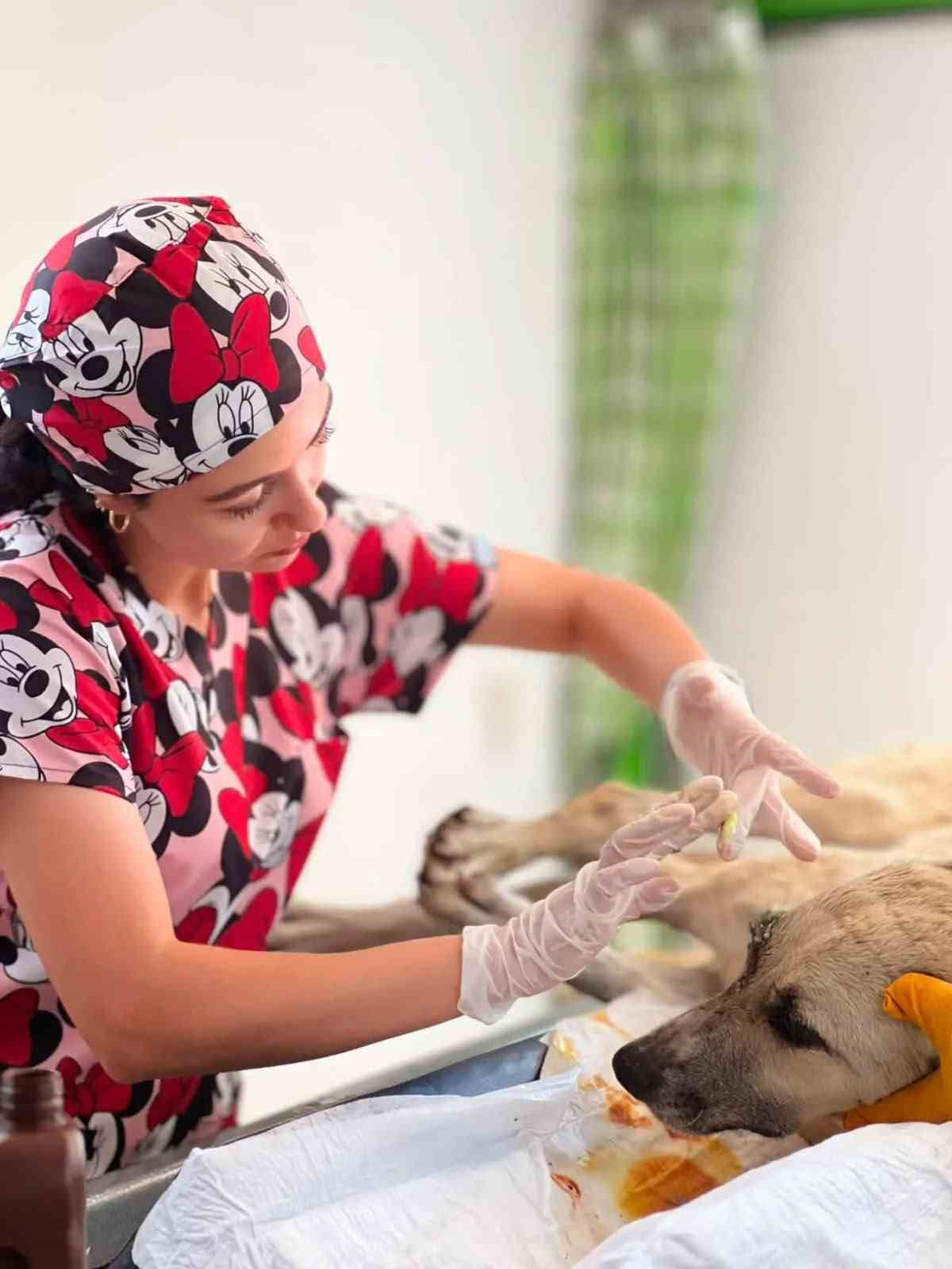 Gözüne bağ çubuğu saplanan köpek yeniden hayata tutundu