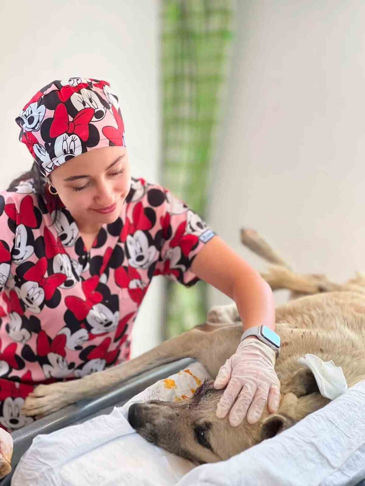 Gözüne bağ çubuğu saplanan köpek yeniden hayata tutundu