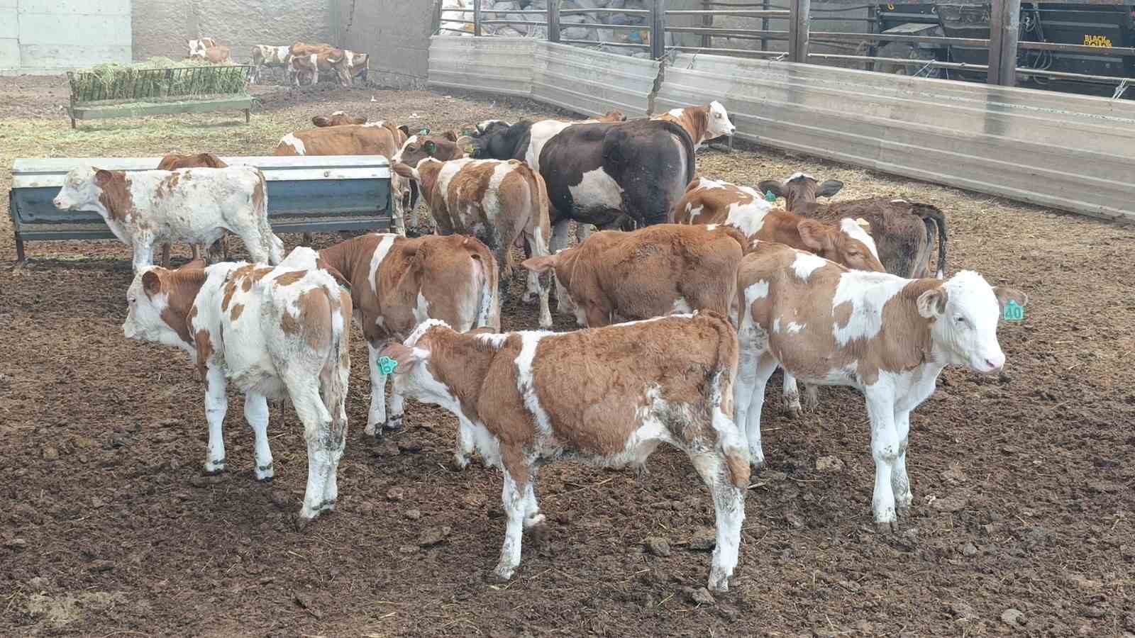 Antalya’da besihanede çıkan yangında 60 saman balyası kül oldu