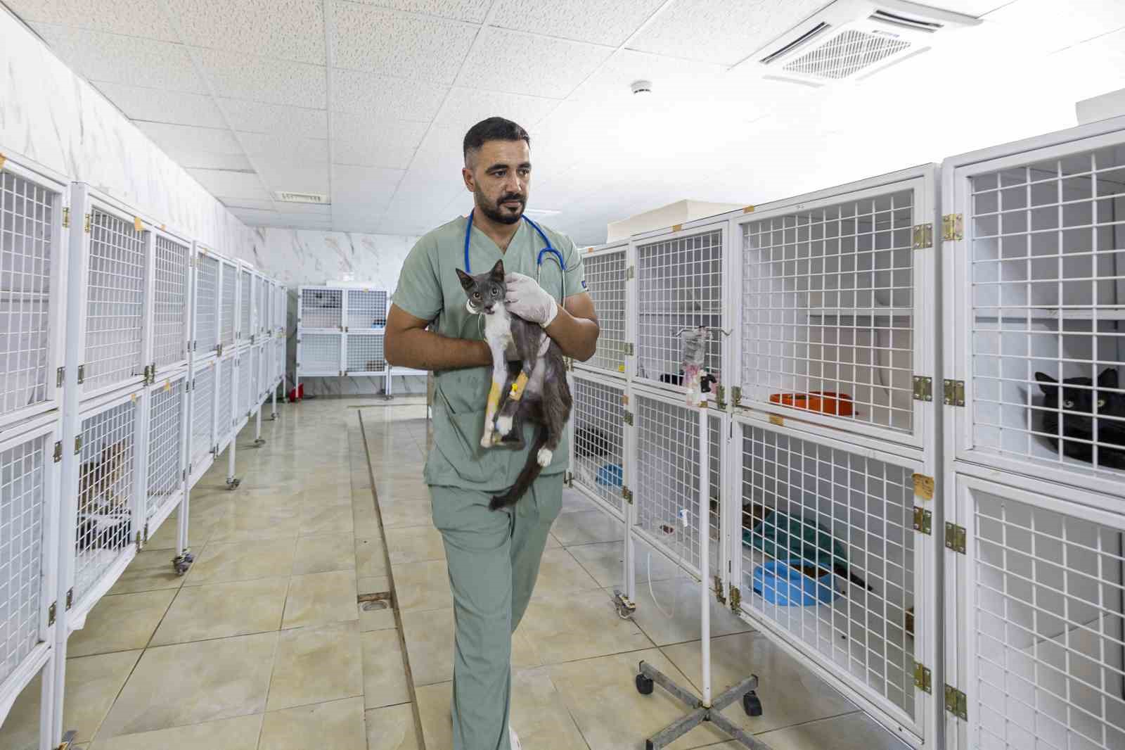 Mersin’de yaralı hayvanlar yeniden yaşama tutunuyor