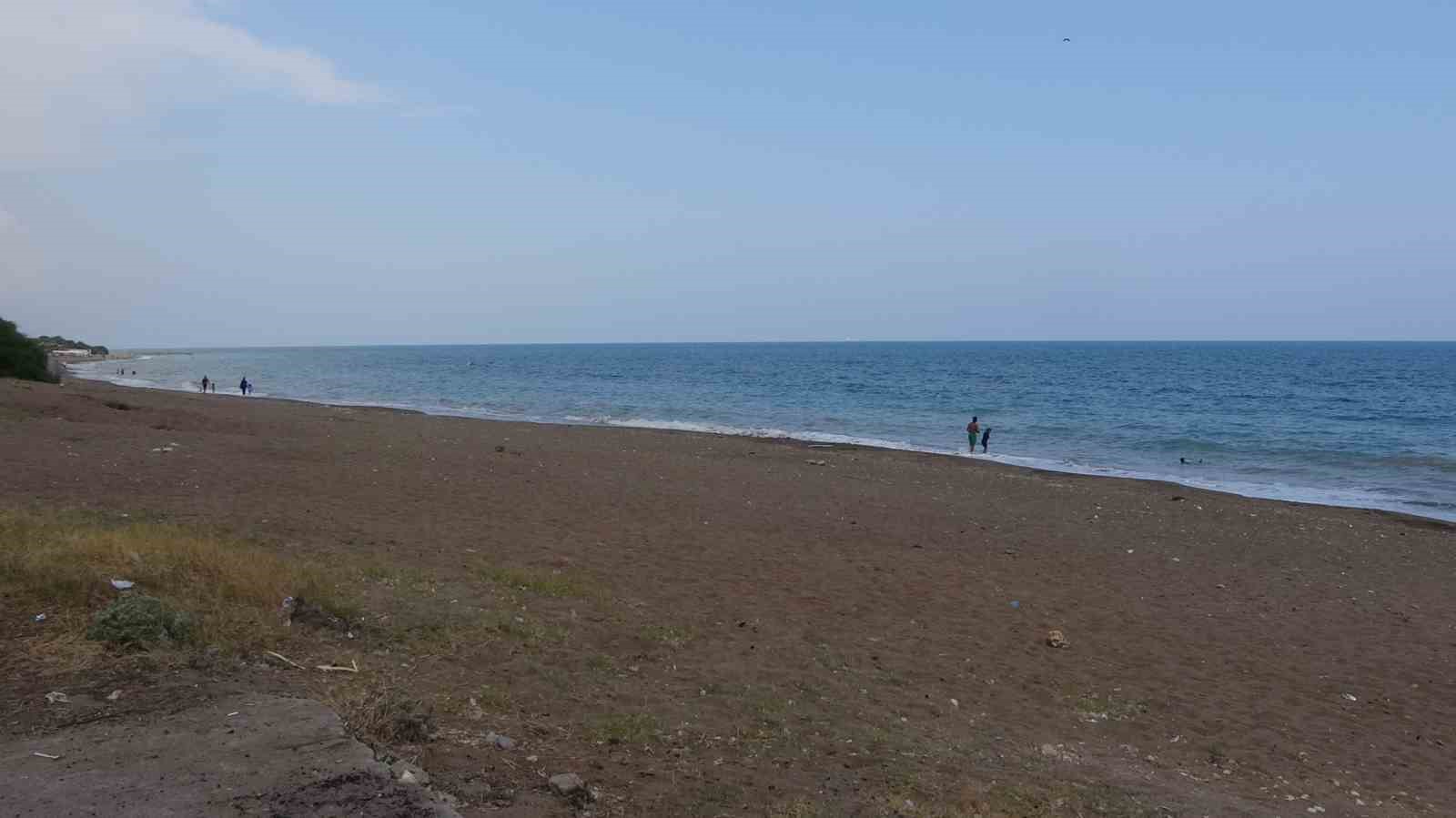 Popülasyonu artıyor: Caretta carettaların yuvalaması geç başladı, yoğun sürüyor