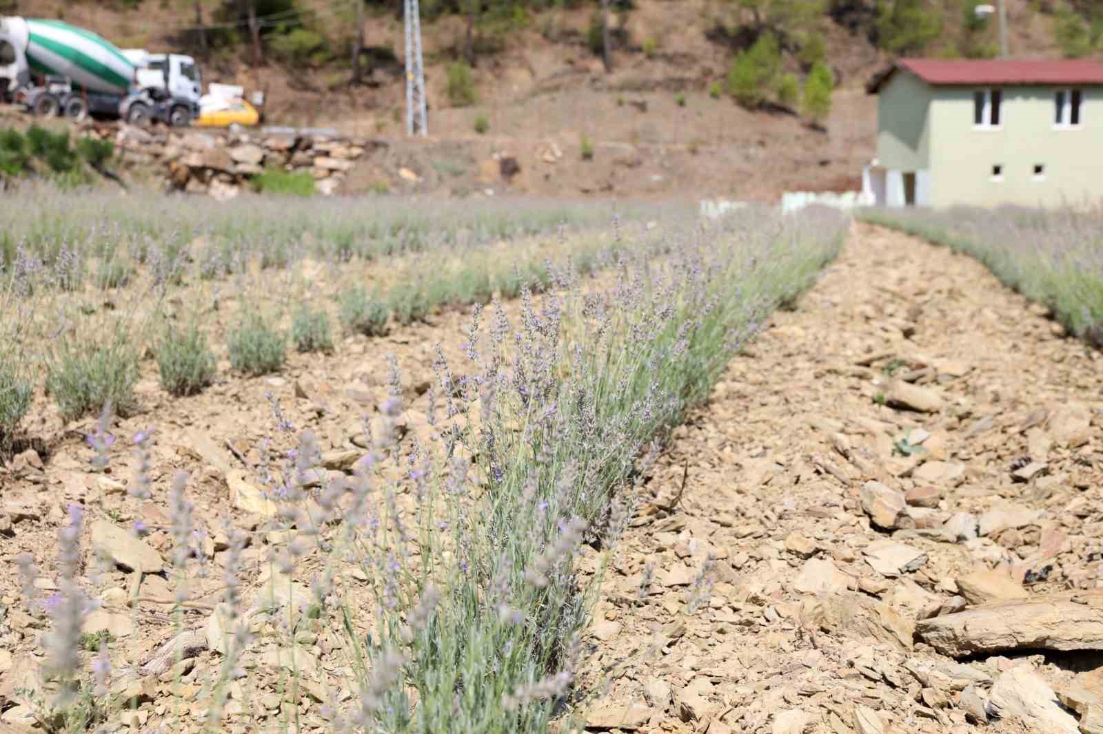 Alanya Belediyesi’nin lavanta bahçesinde ilk hasat yapıldı