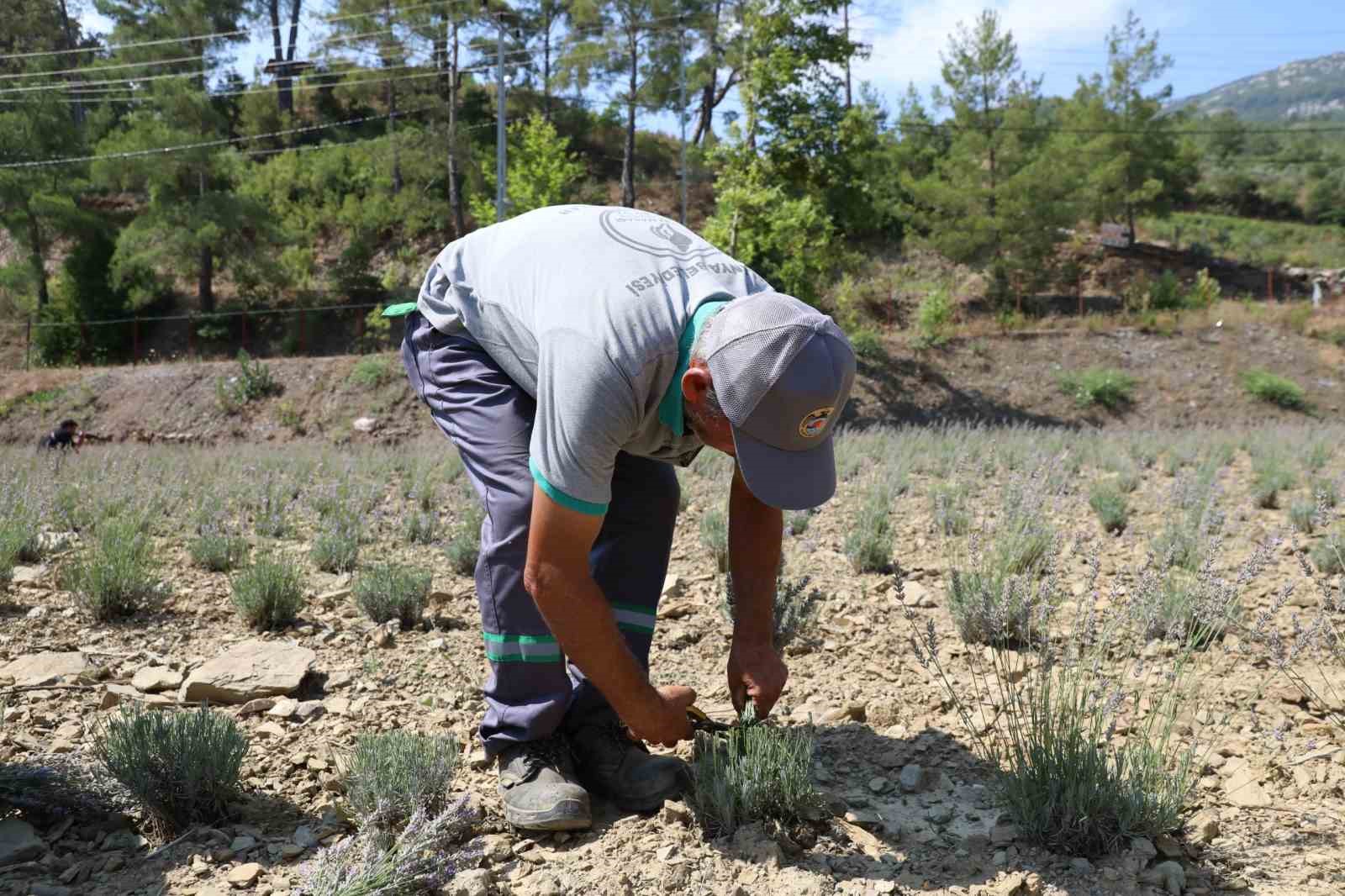 Alanya Belediyesi’nin lavanta bahçesinde ilk hasat yapıldı
