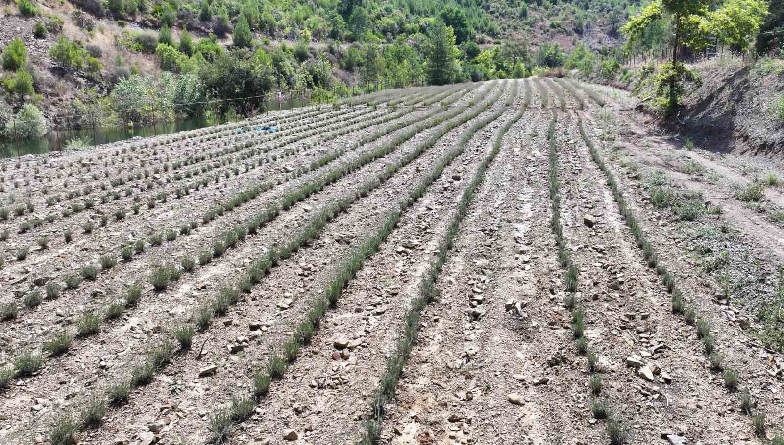 Alanya Belediyesi’nin lavanta bahçesinde ilk hasat yapıldı