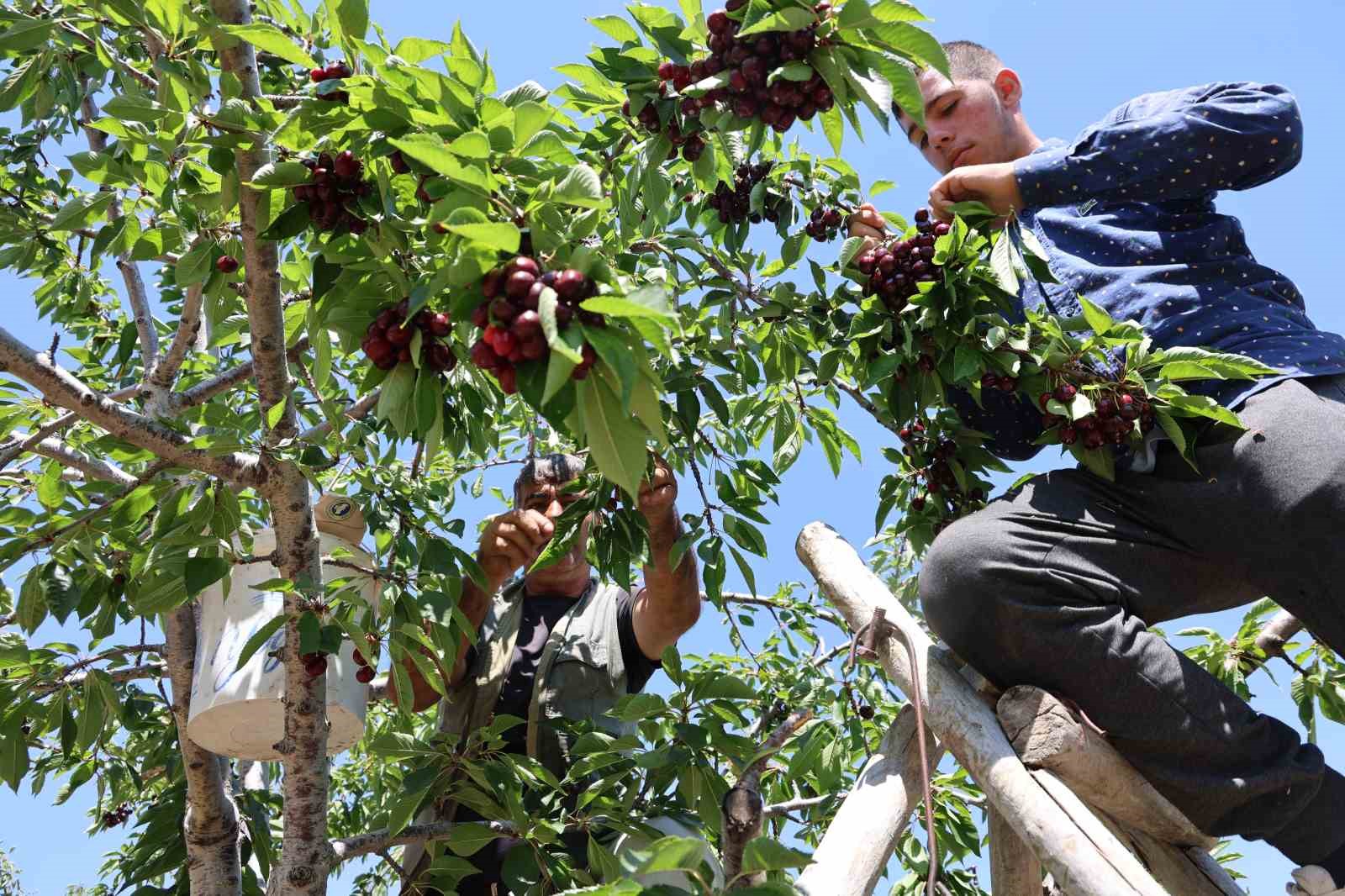 Elazığ’da 7 bin dekar alanda kiraz hasadı devam ediyor
