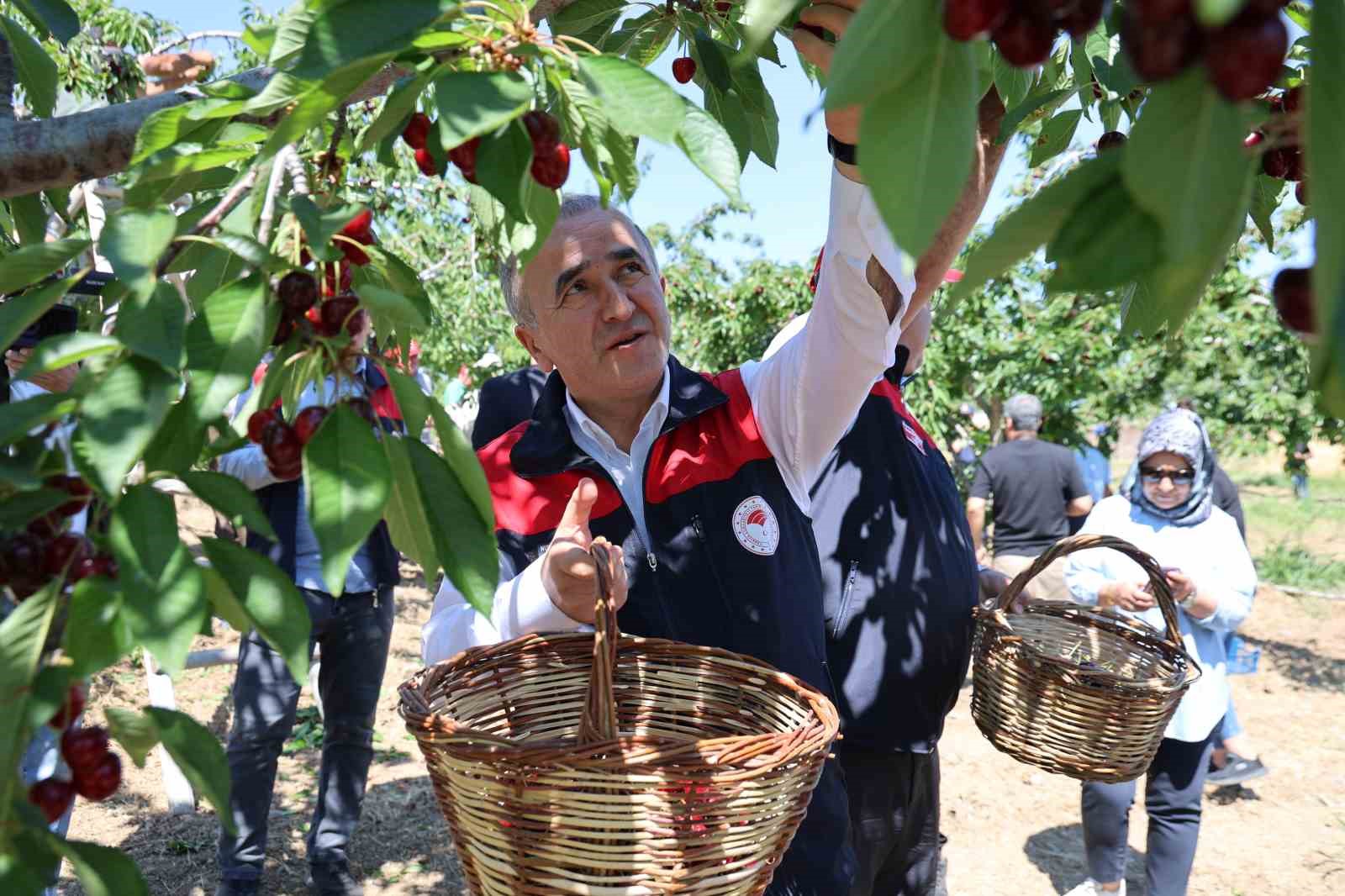 Elazığ’da 7 bin dekar alanda kiraz hasadı devam ediyor