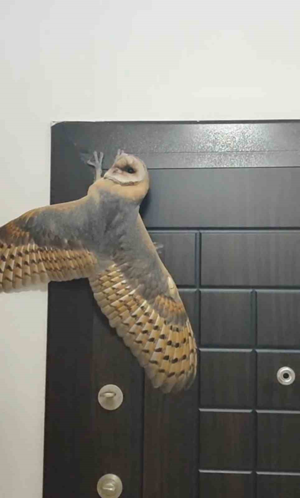 Hırsız sandı, karşısına baykuş çıktı