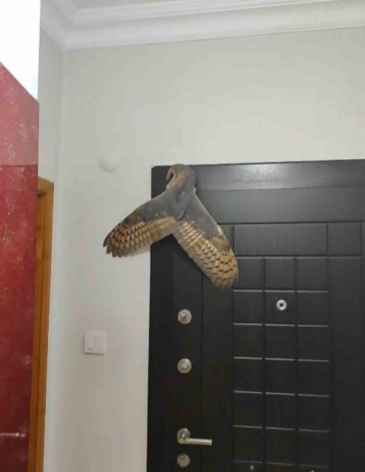 Hırsız sandı, karşısına baykuş çıktı