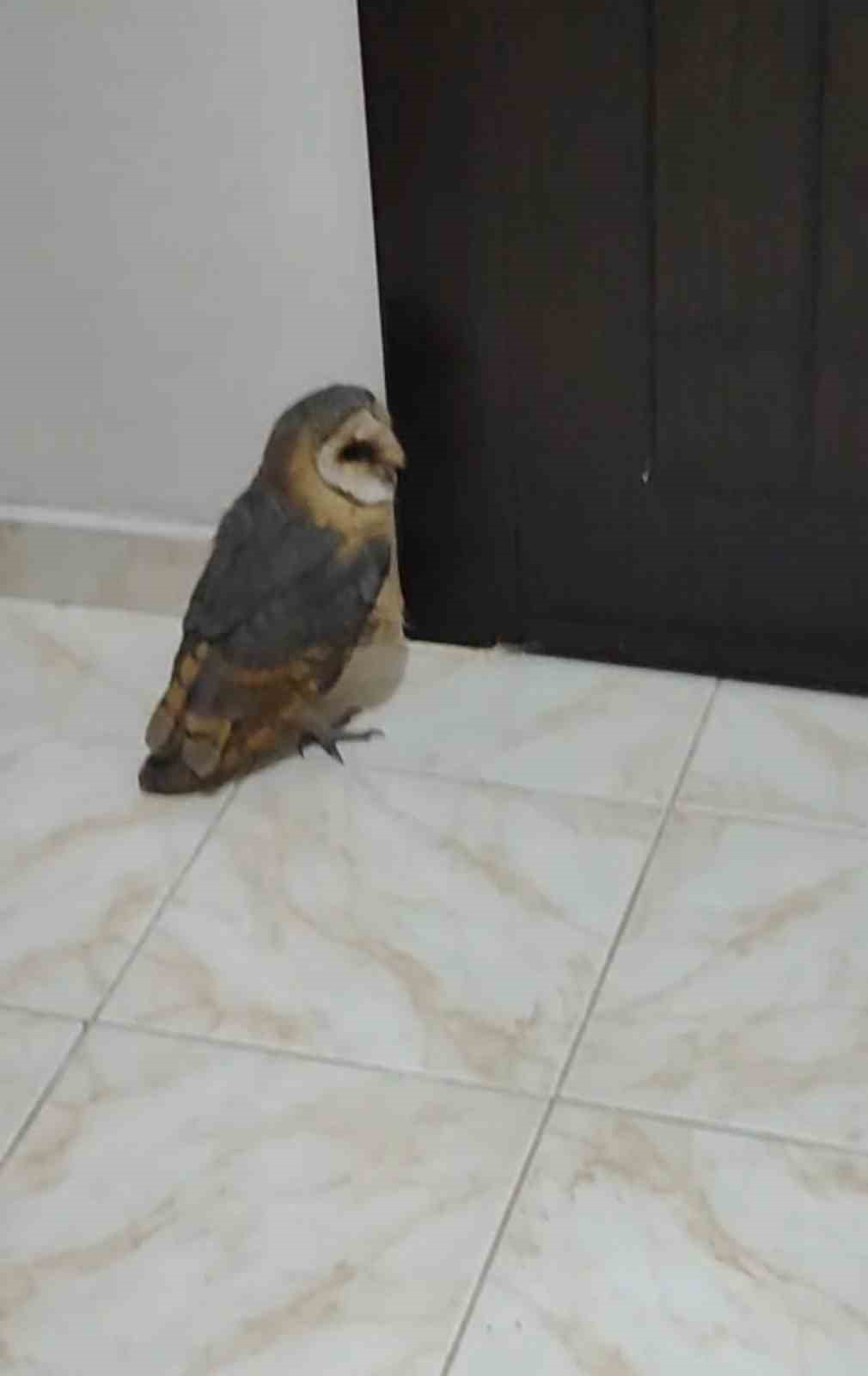 Hırsız sandı, karşısına baykuş çıktı