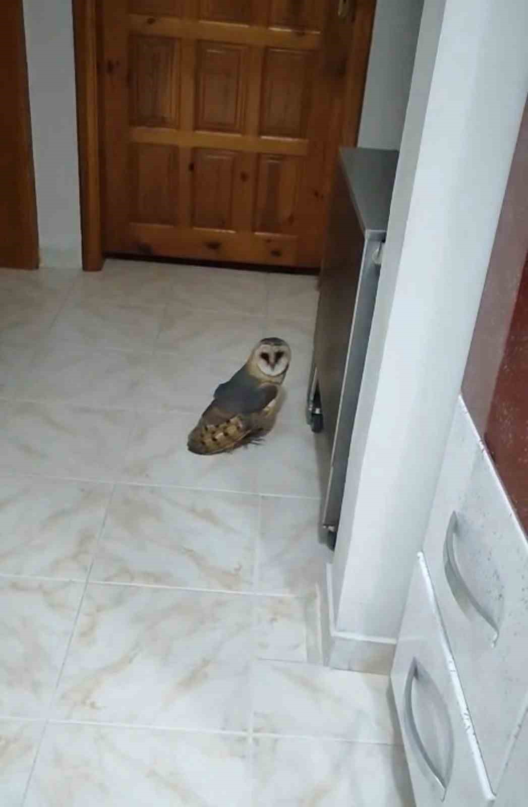 Hırsız sandı, karşısına baykuş çıktı