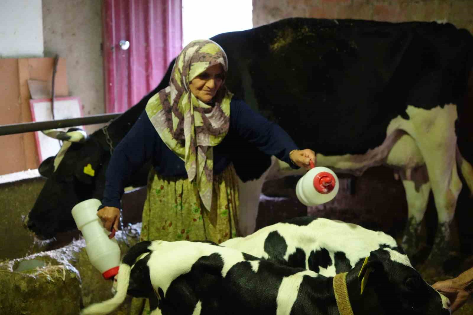Edirne’de üçüz buzağı sürprizi: "Rabbim bereketini üç kat verdi"