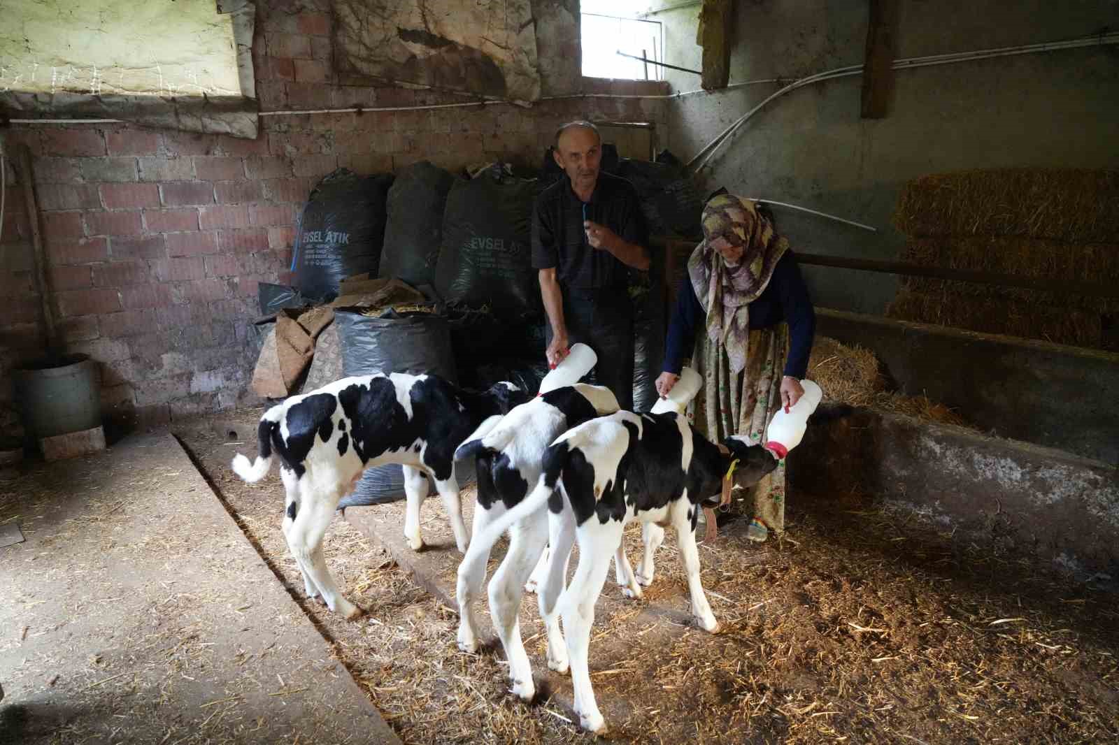 Edirne’de üçüz buzağı sürprizi: "Rabbim bereketini üç kat verdi"