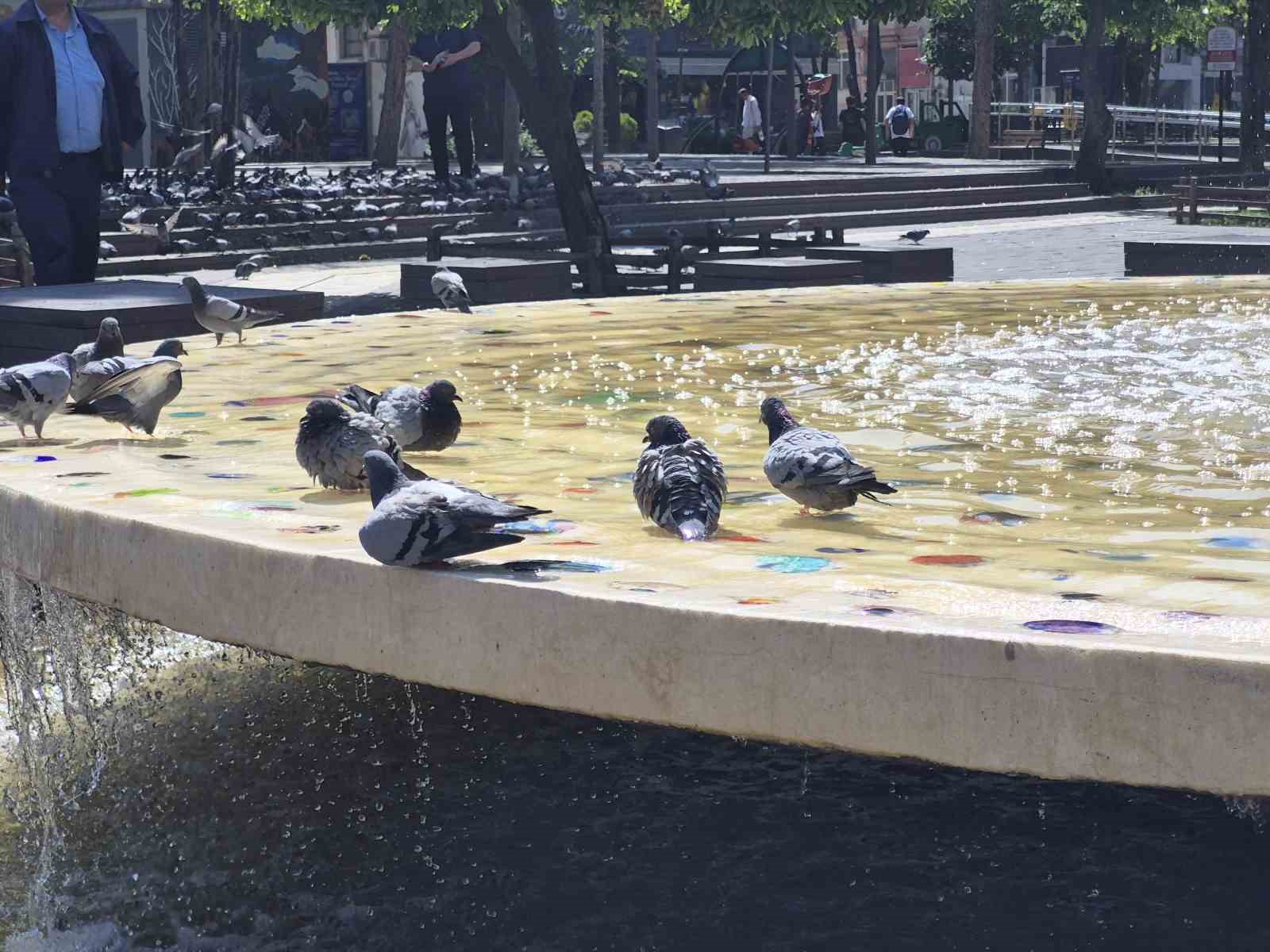 Fıskiyelerin altında kanat çırparak doyasıya serinlediler