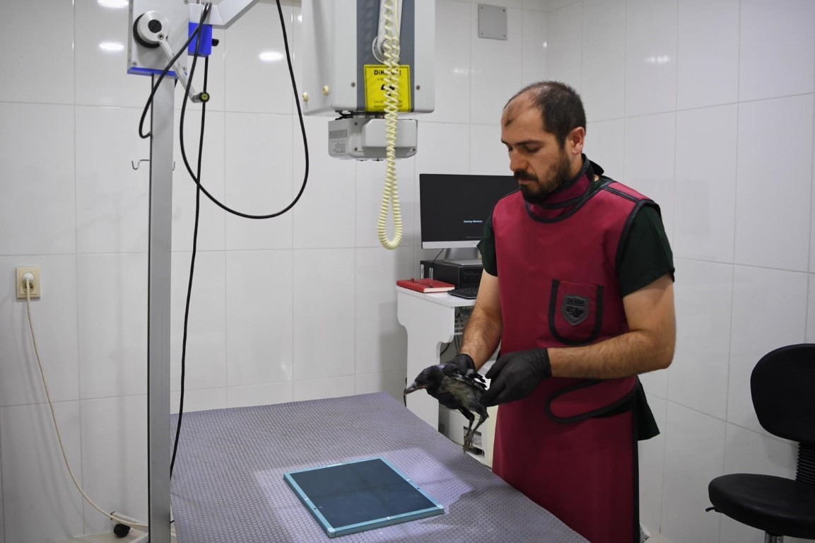 Yaralı yavru kargaya adeta bebek gibi bakıyorlar