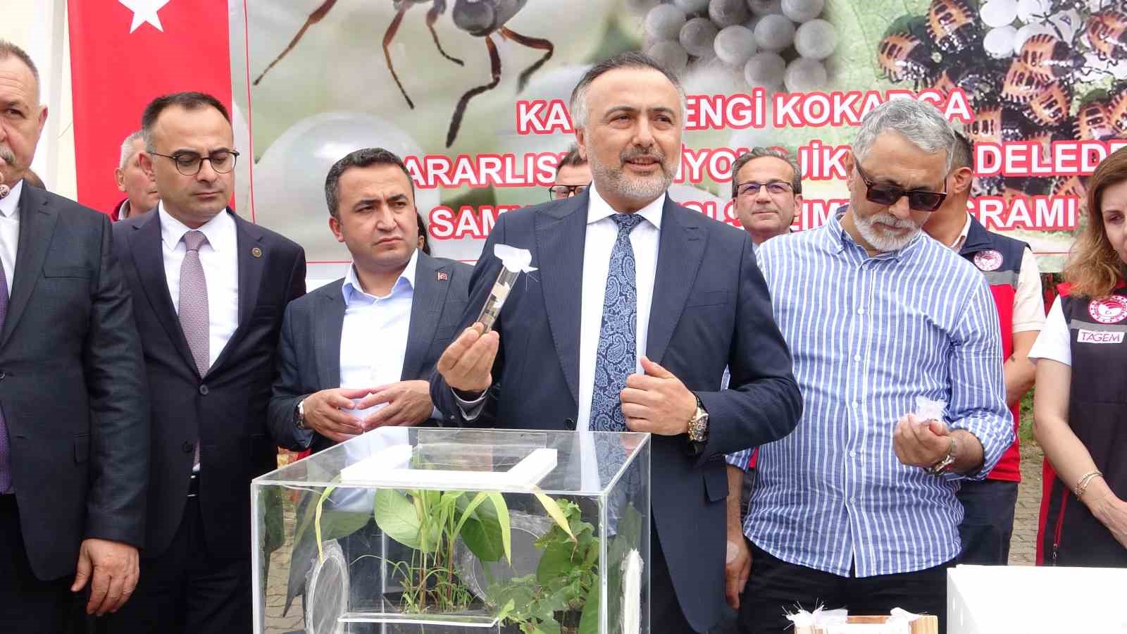 Giresun’da kahverengi kokarcaya karşı 130 bin samuray arısı doğaya salındı