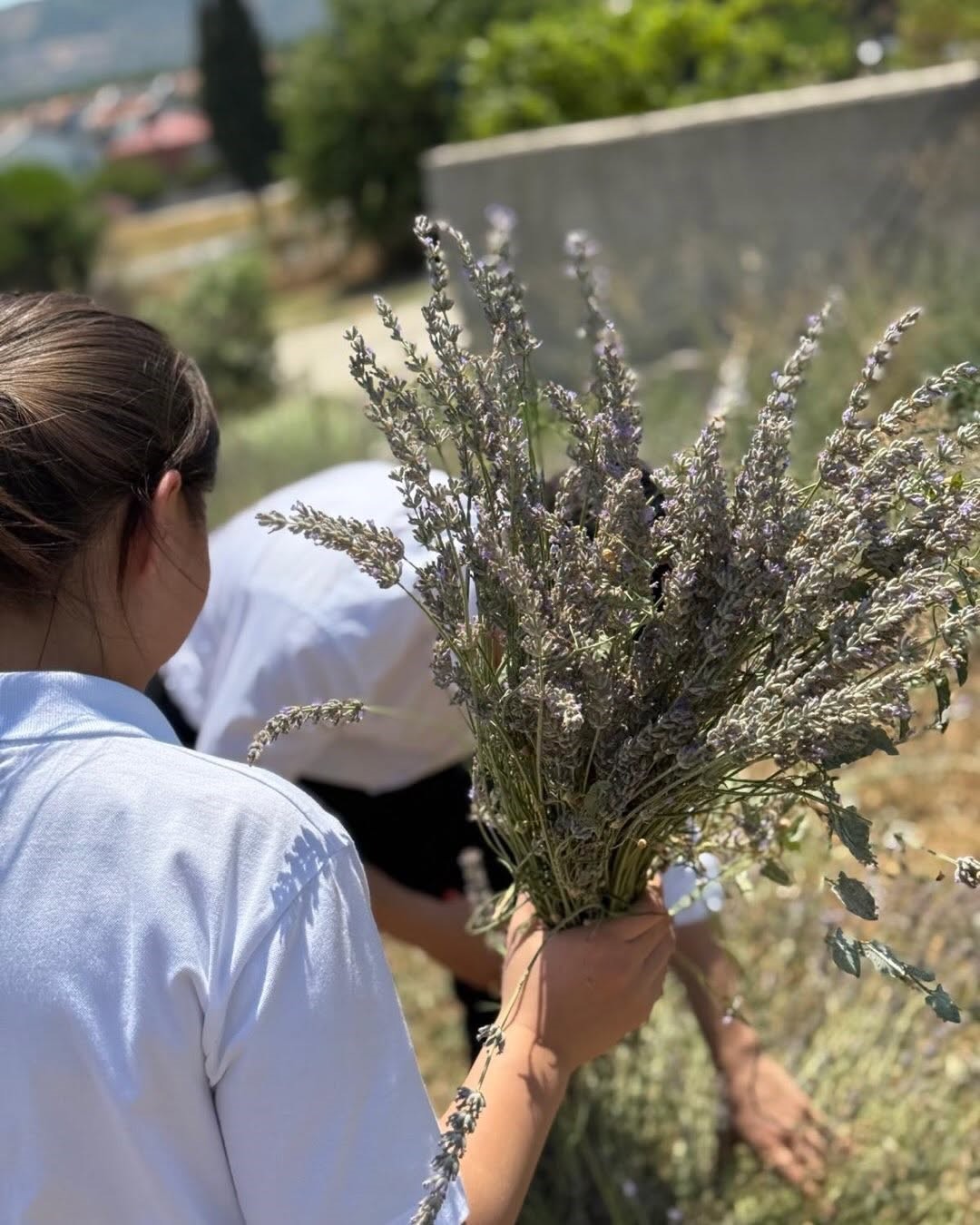 Lavanta kokulu okulda hasat heyecanı yaşandı