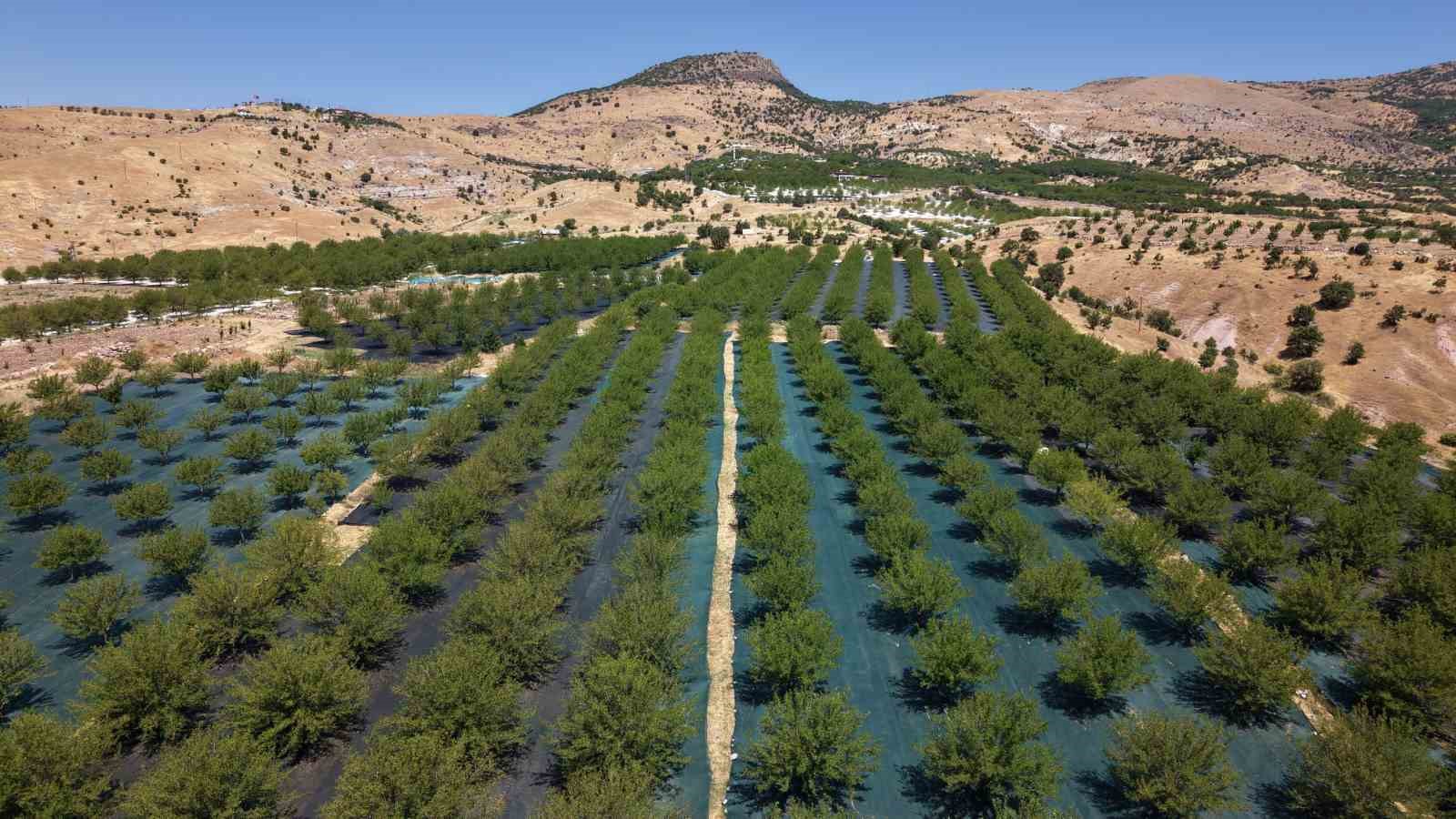 Ulukale dutunda bu yıl 650 ton rekolte beklentisi