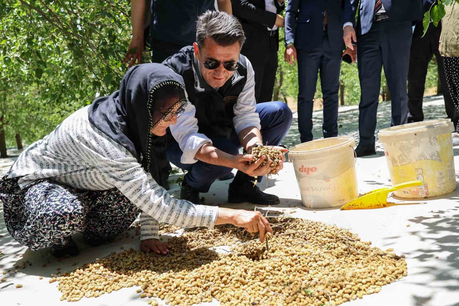 Ulukale dutunda bu yıl 650 ton rekolte beklentisi