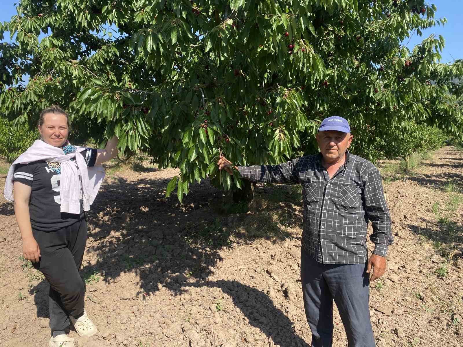 Gölpazarı’nın 46 yıllık ’Napolyon’ kirazında hasat tamamlanıyor