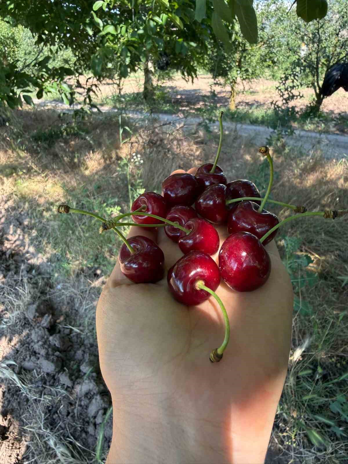 Gölpazarı’nın 46 yıllık ’Napolyon’ kirazında hasat tamamlanıyor