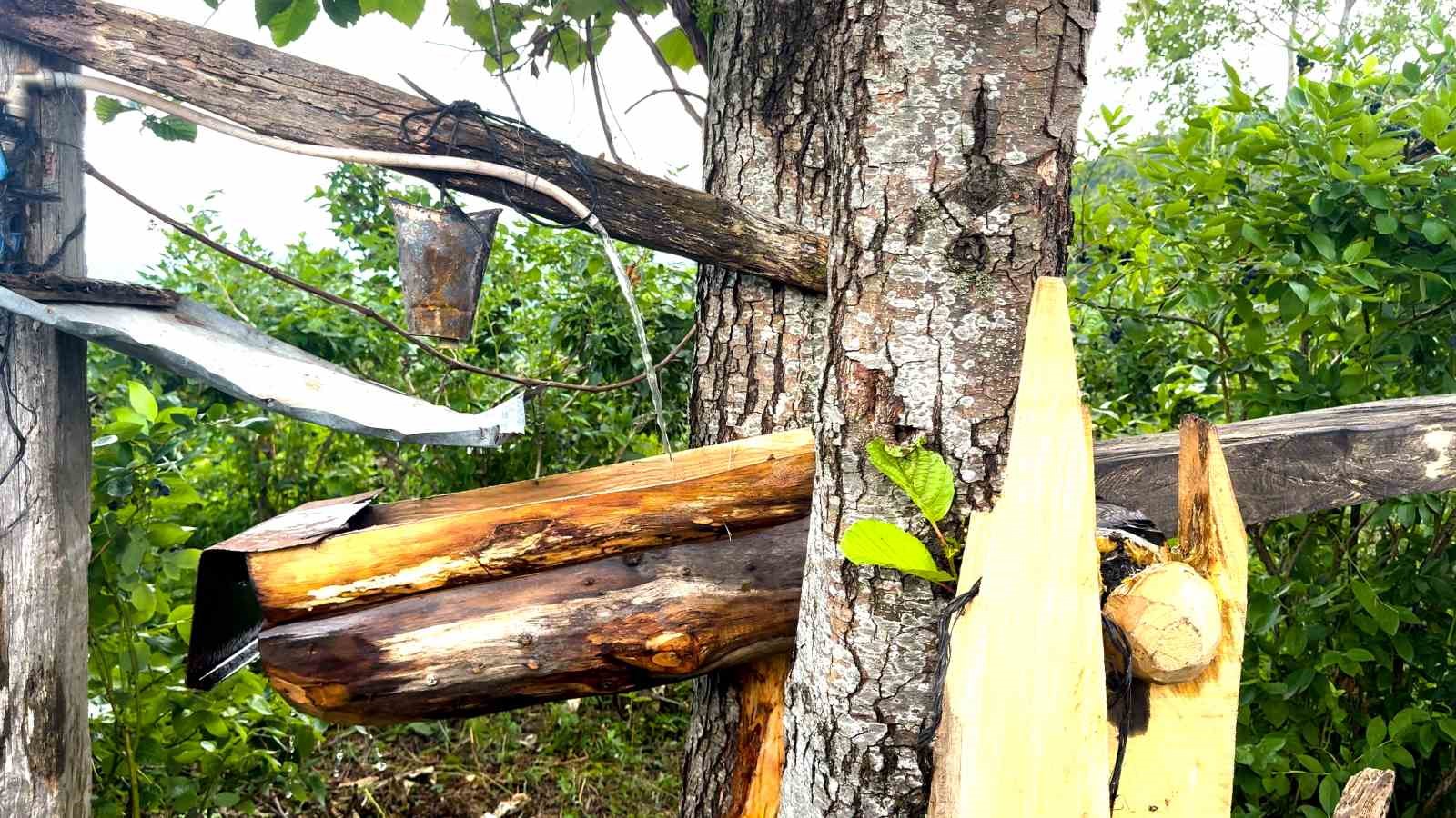 Rizelinin atadan kalma ayı savarı: ’Carimangana’