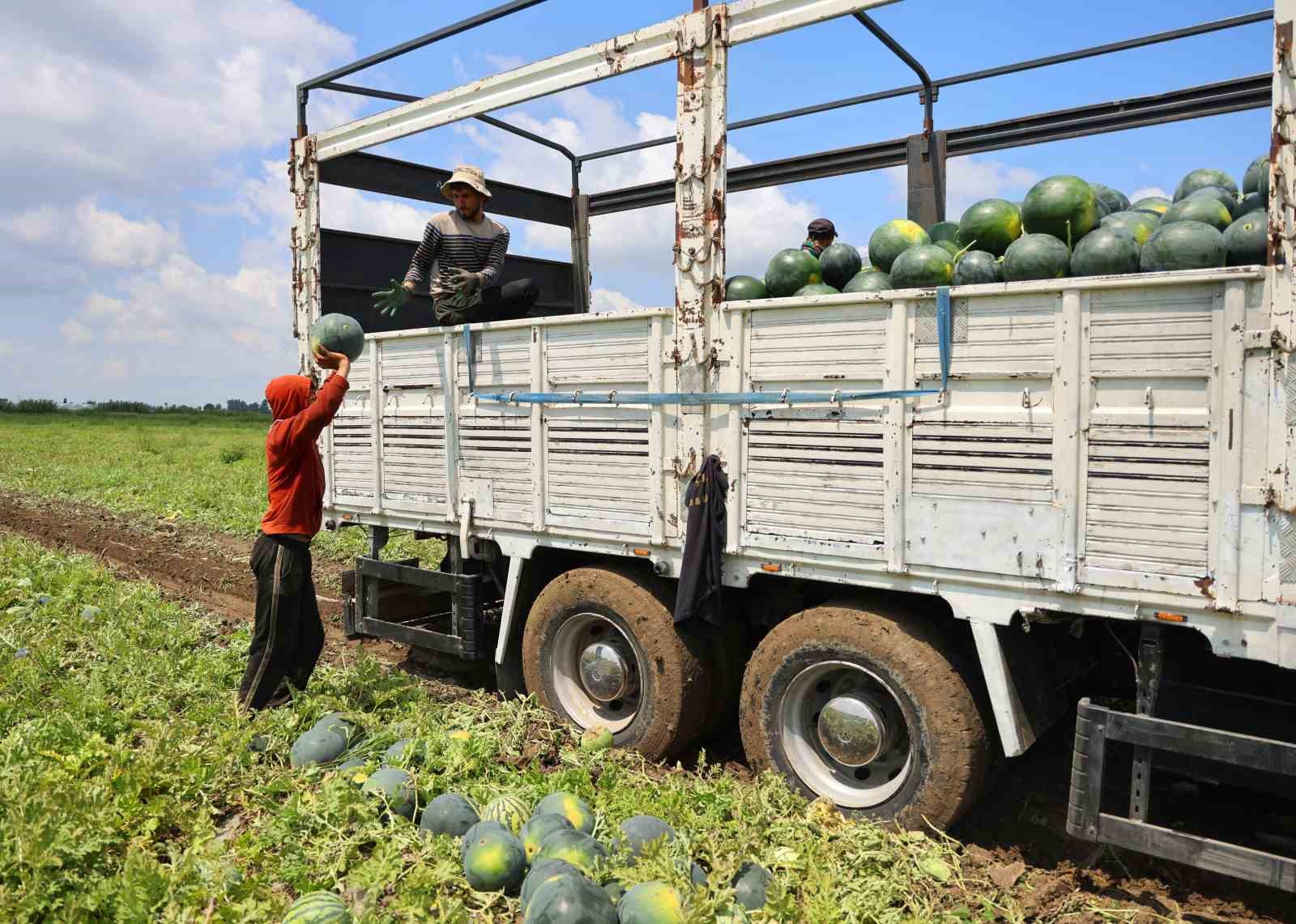 Adana’da karpuz hasadında sona gelindi