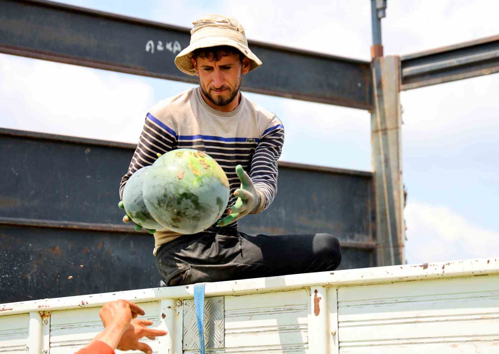 Adana’da karpuz hasadında sona gelindi