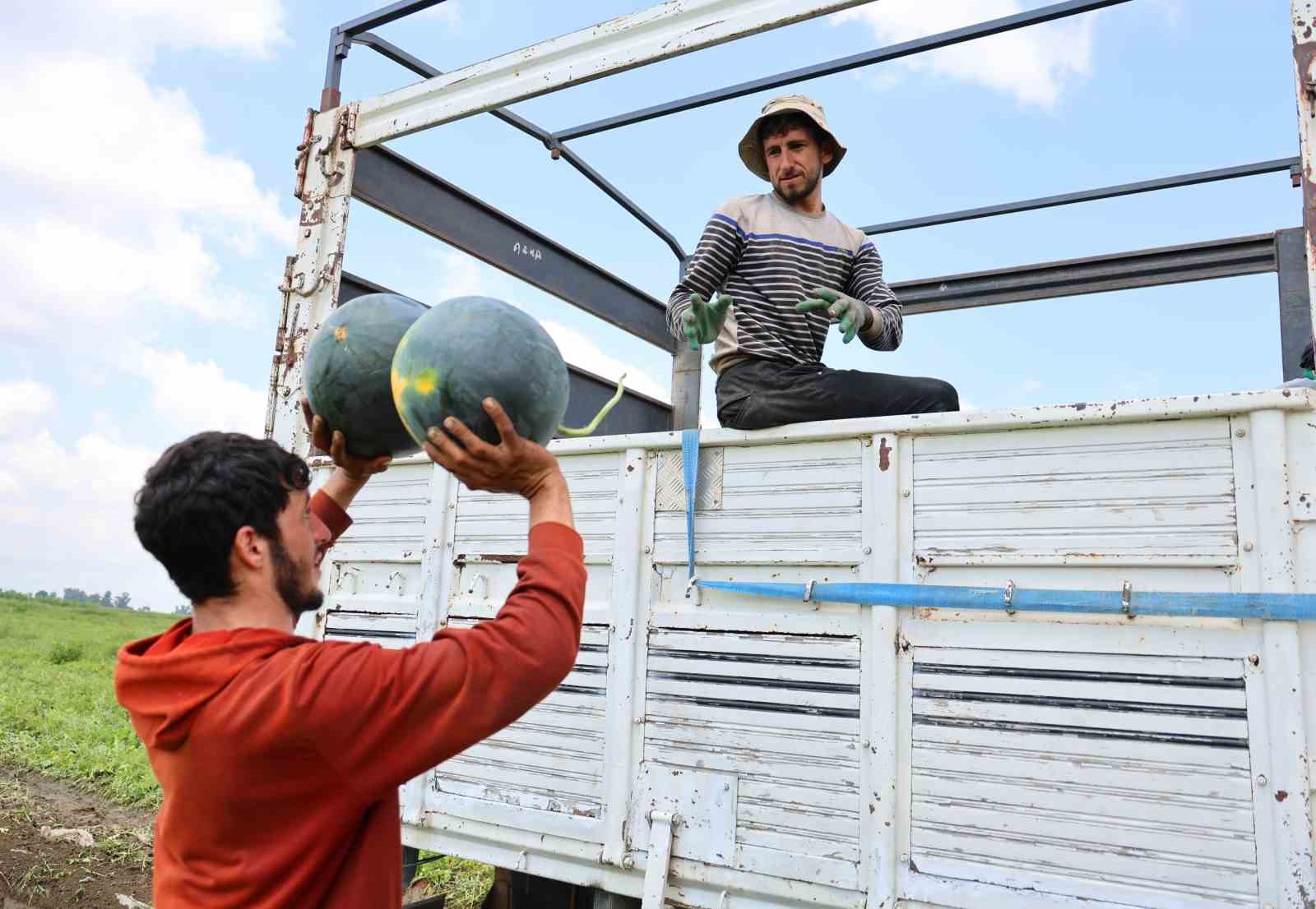 Adana’da karpuz hasadında sona gelindi