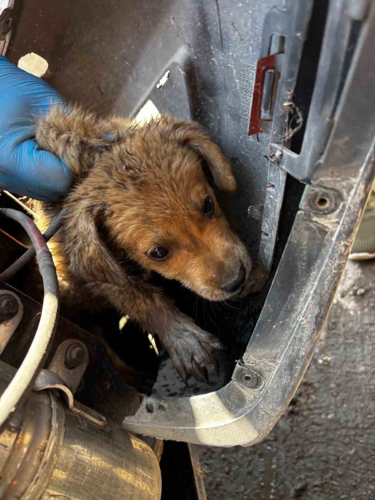 Araç tamponuna sıkışan yavru köpeği veteriner hekimler kurtardı