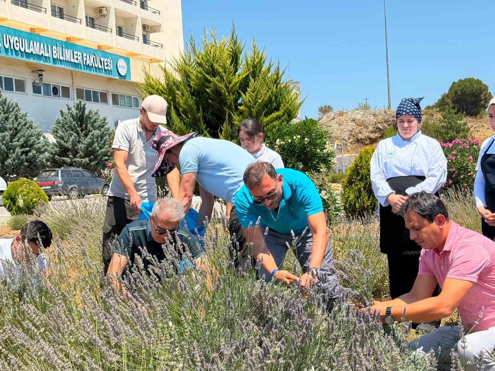 Burhaniye’de "Lavanta Kokulu Okul" da hasat heyecanı