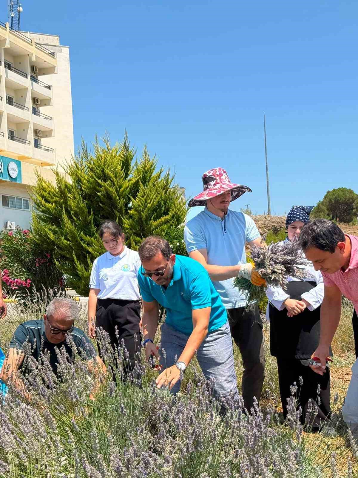 Burhaniye’de "Lavanta Kokulu Okul" da hasat heyecanı
