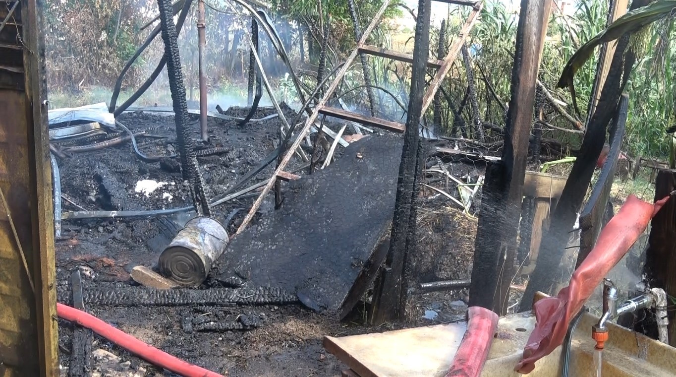 Bafra’da bağ evi alevlere teslim oldu: 1 büyükbaş hayvan telef oldu