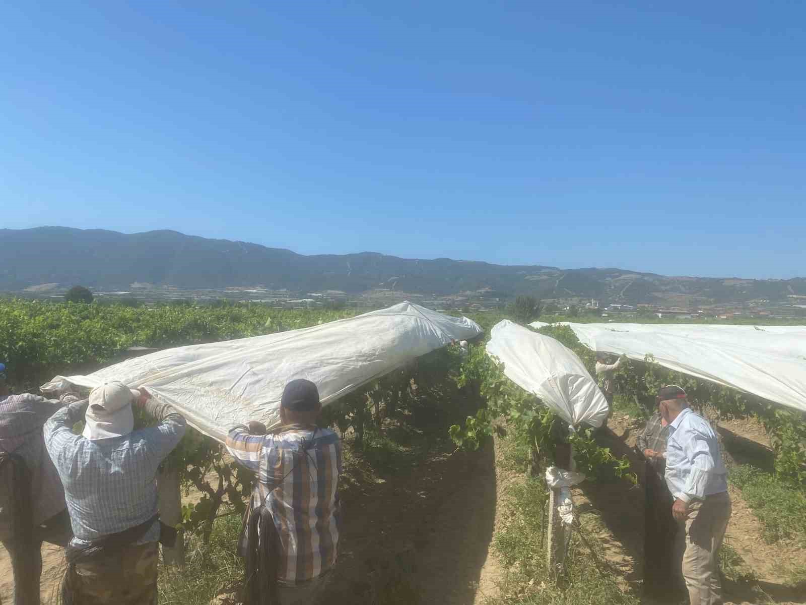 Dünyaca ünlü Sultaniye üzümüne beyaz kalkan