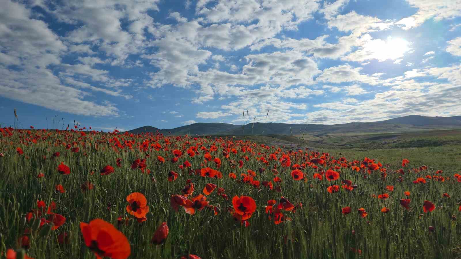 Van’ın Erciş ovası kırmızıya büründü