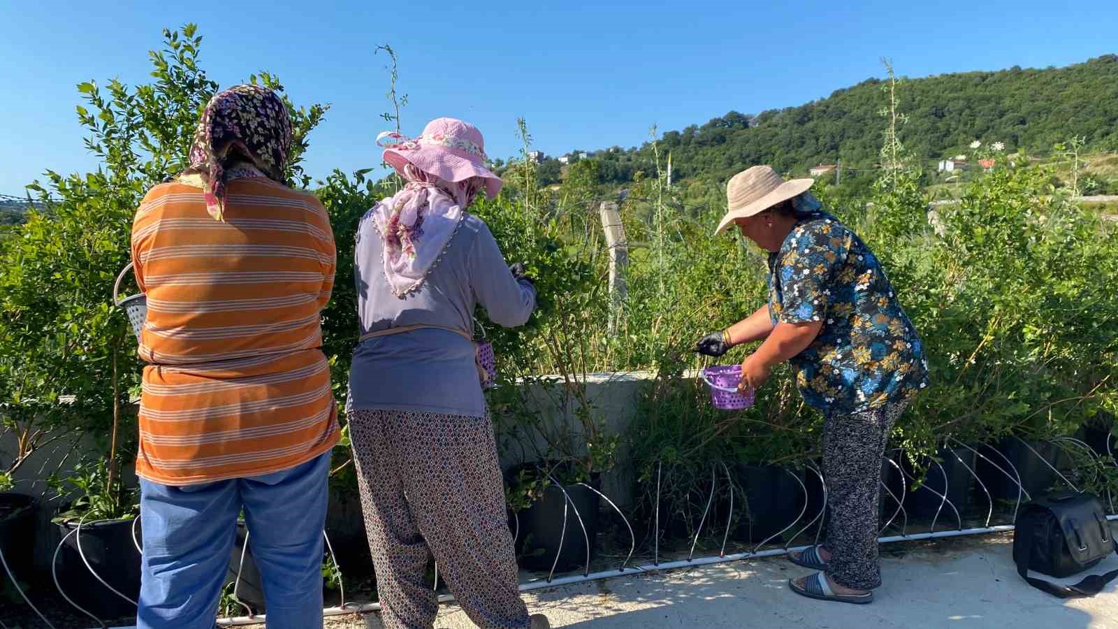 Sinop’ta yaban mersini hasadı başladı