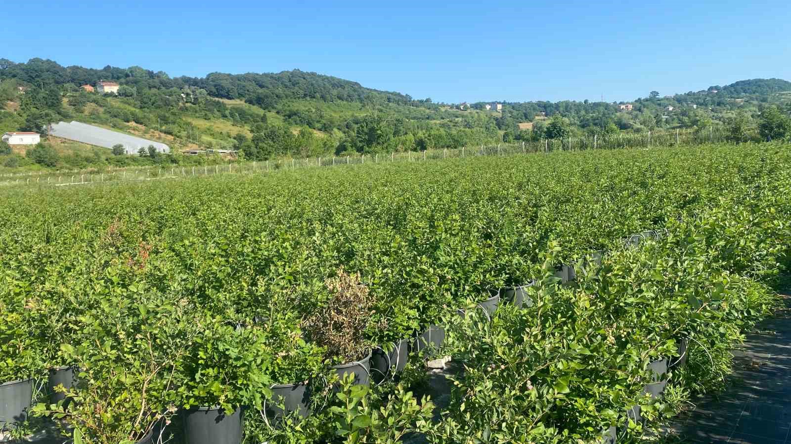 Sinop’ta yaban mersini hasadı başladı