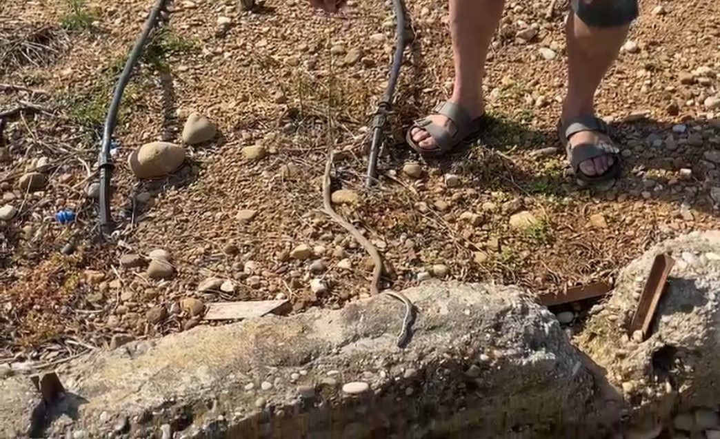 ’Yılanı öldürdüm’ deyip çektirdiği video pahalıya mal oldu: 22 bin TL ceza yedi