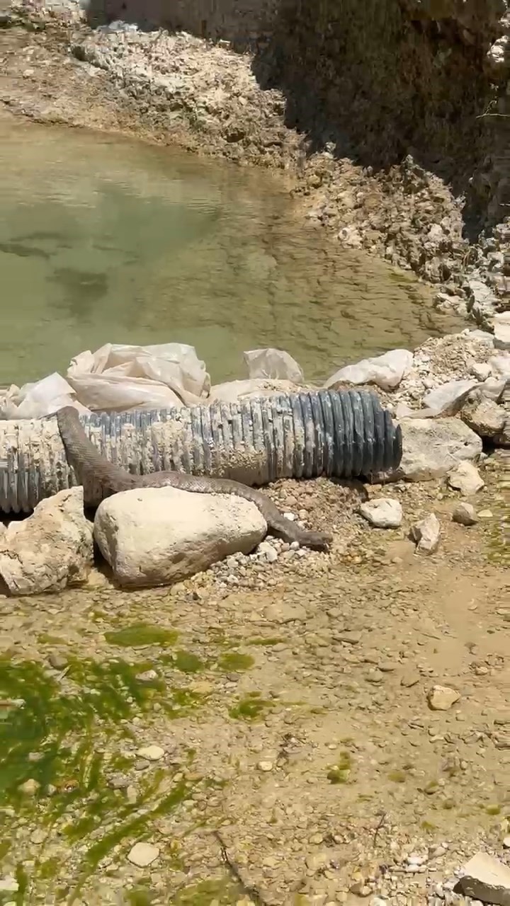 Tunceli’de koca engerek yılanı görüntülendi