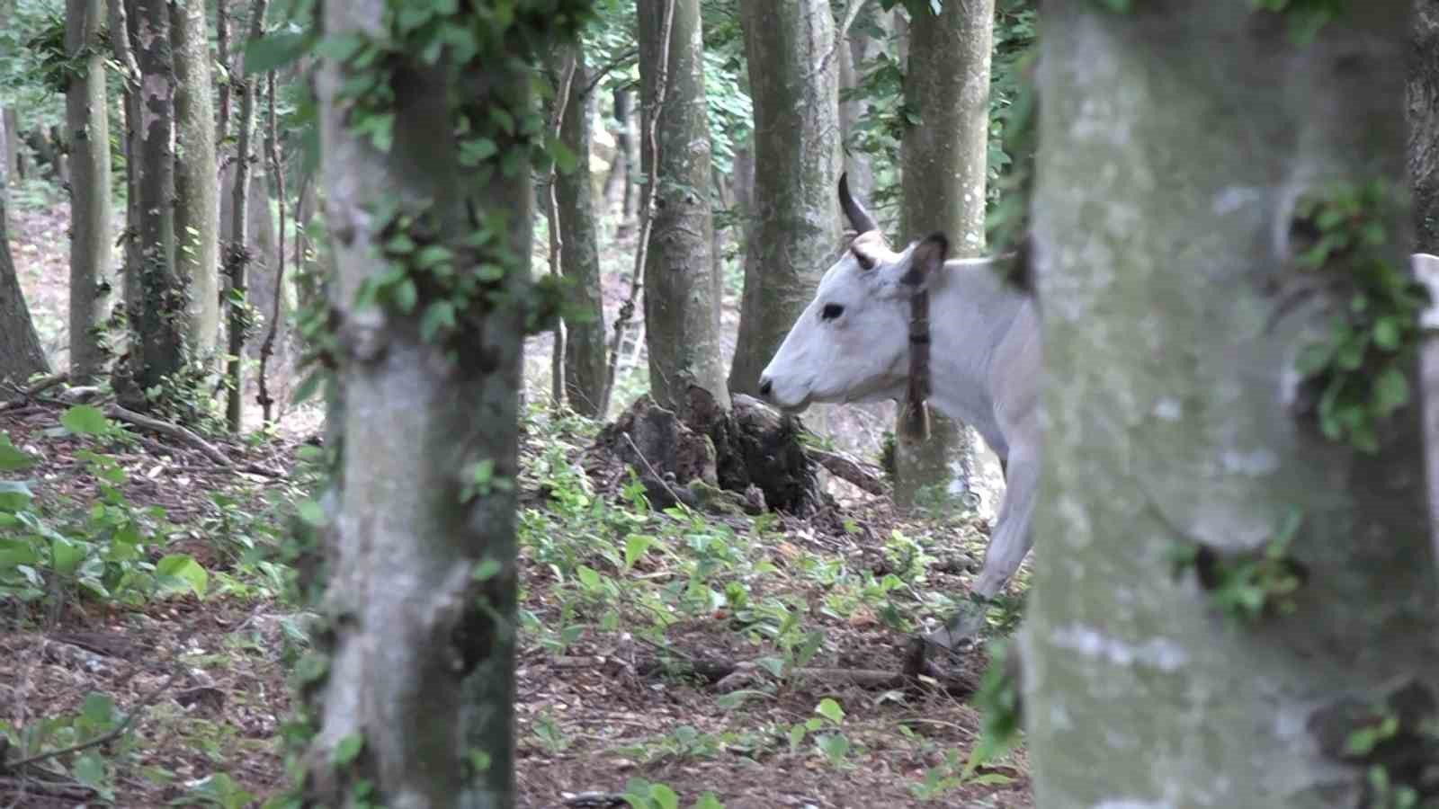 Bursa’nın ’özgür kurbanlıkları’ dağlarda büyüyor