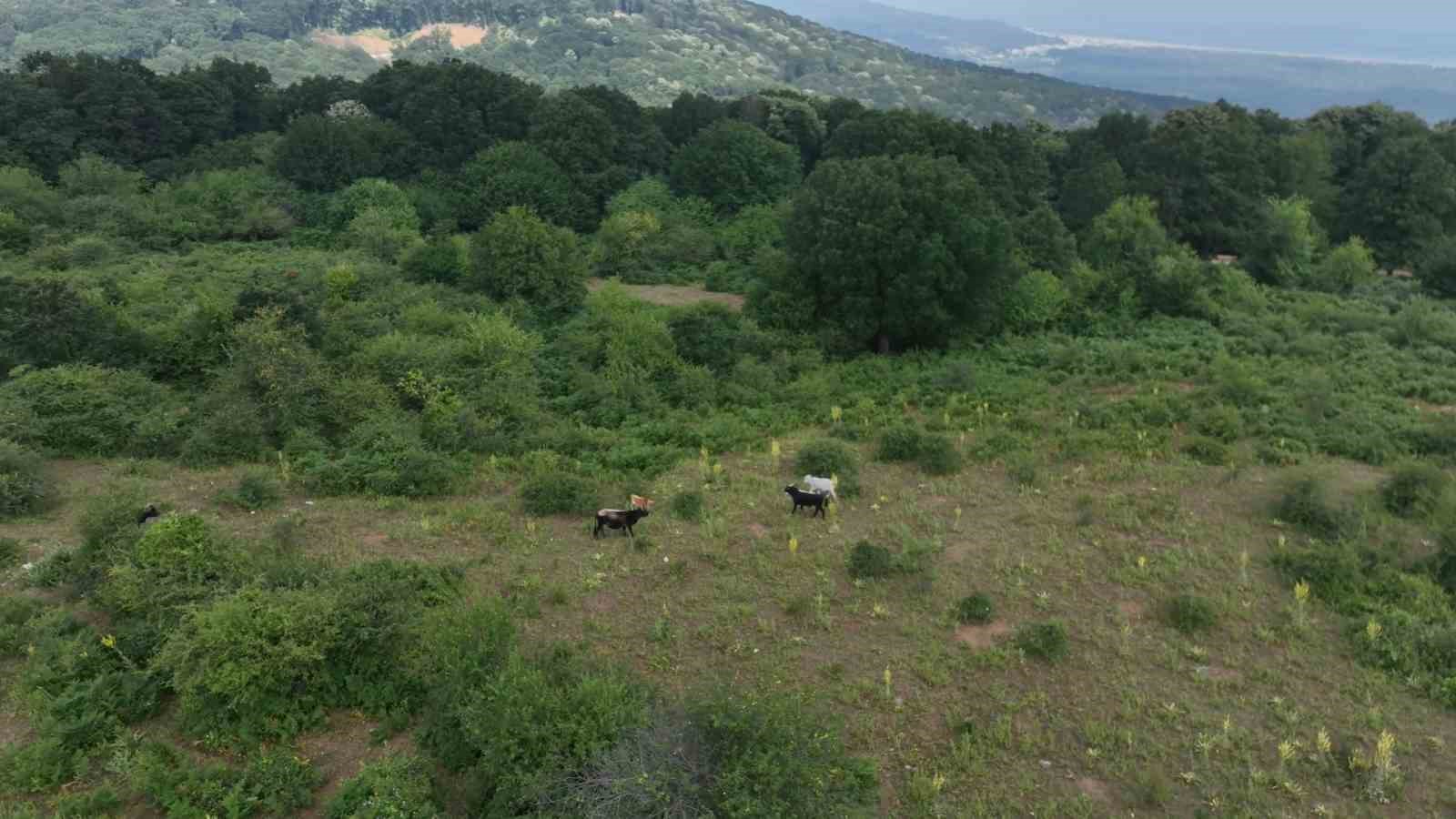 Bursa’nın ’özgür kurbanlıkları’ dağlarda büyüyor