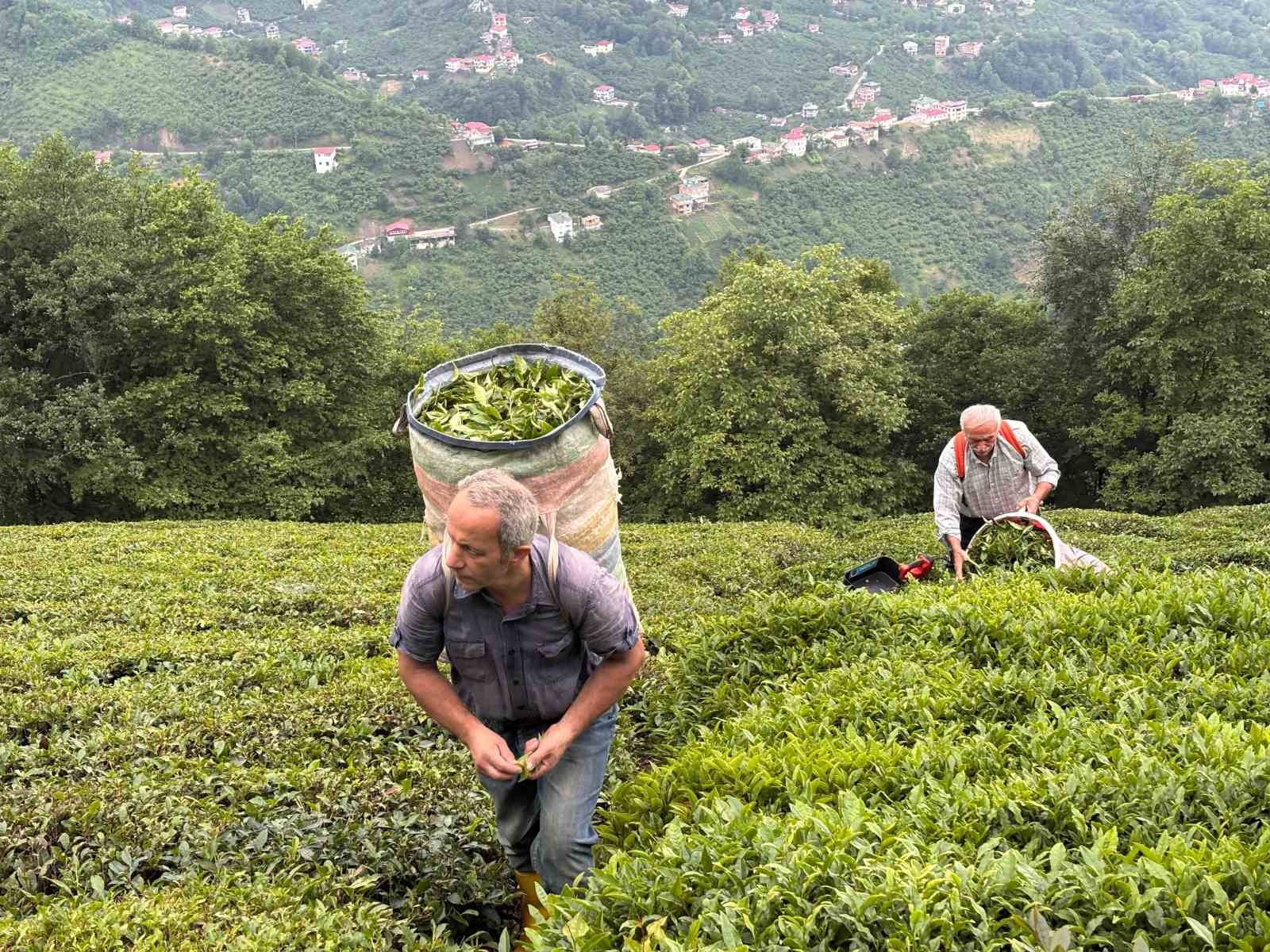 Karadeniz’in yeşil altınında zorlu hasat sürüyor