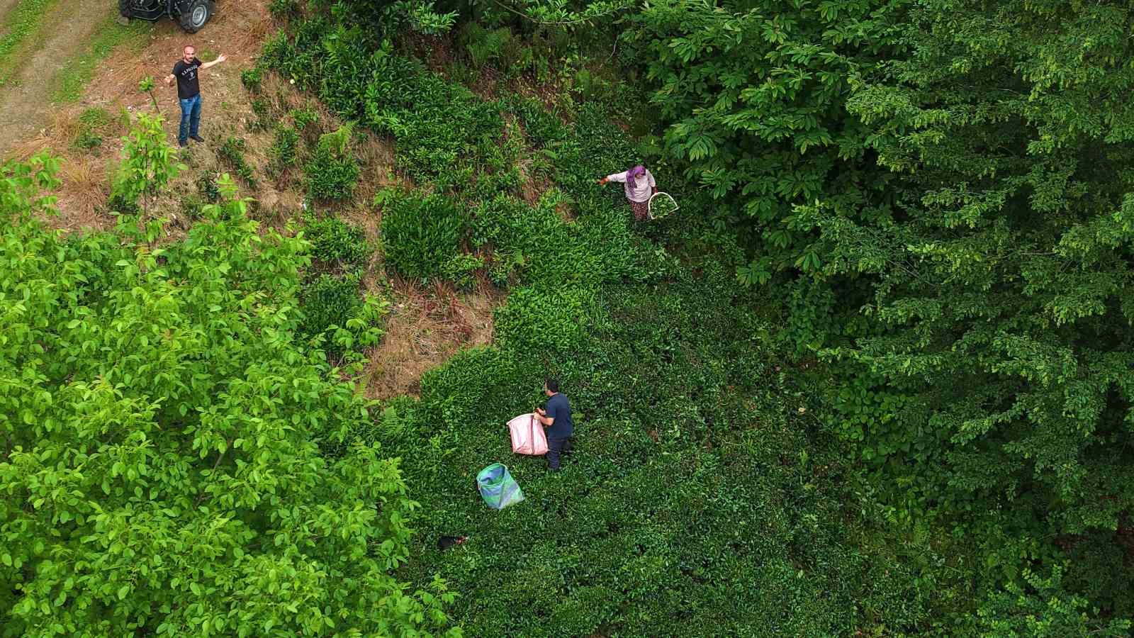 Karadeniz’in yeşil altınında zorlu hasat sürüyor