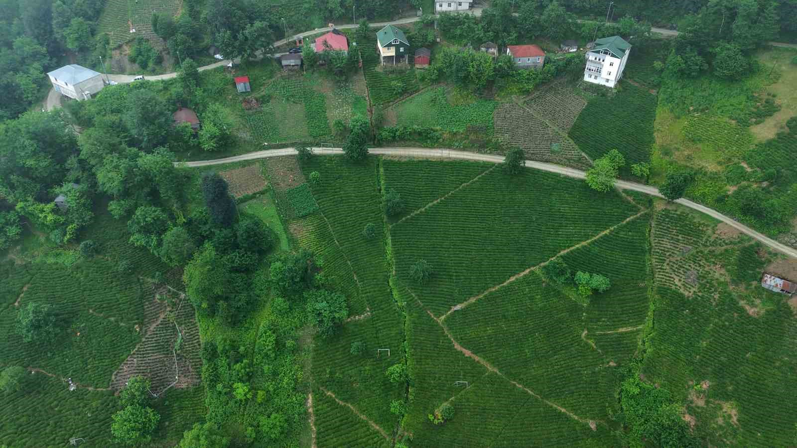 Karadeniz’in yeşil altınında zorlu hasat sürüyor