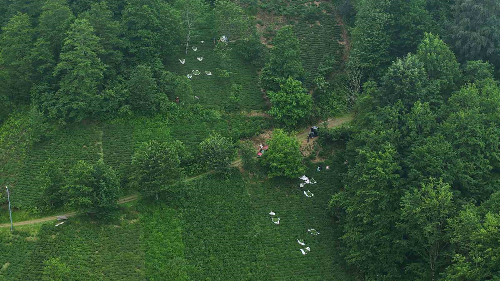 Karadeniz’in yeşil altınında zorlu hasat sürüyor
