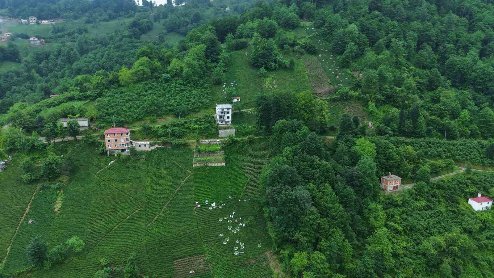 Karadeniz’in yeşil altınında zorlu hasat sürüyor