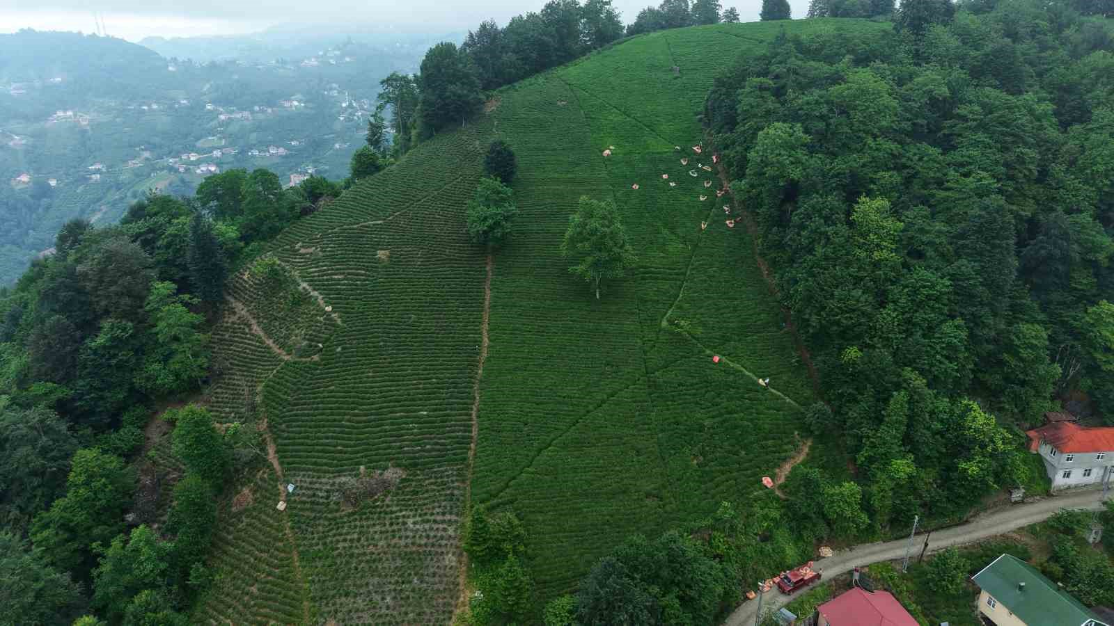 Karadeniz’in yeşil altınında zorlu hasat sürüyor