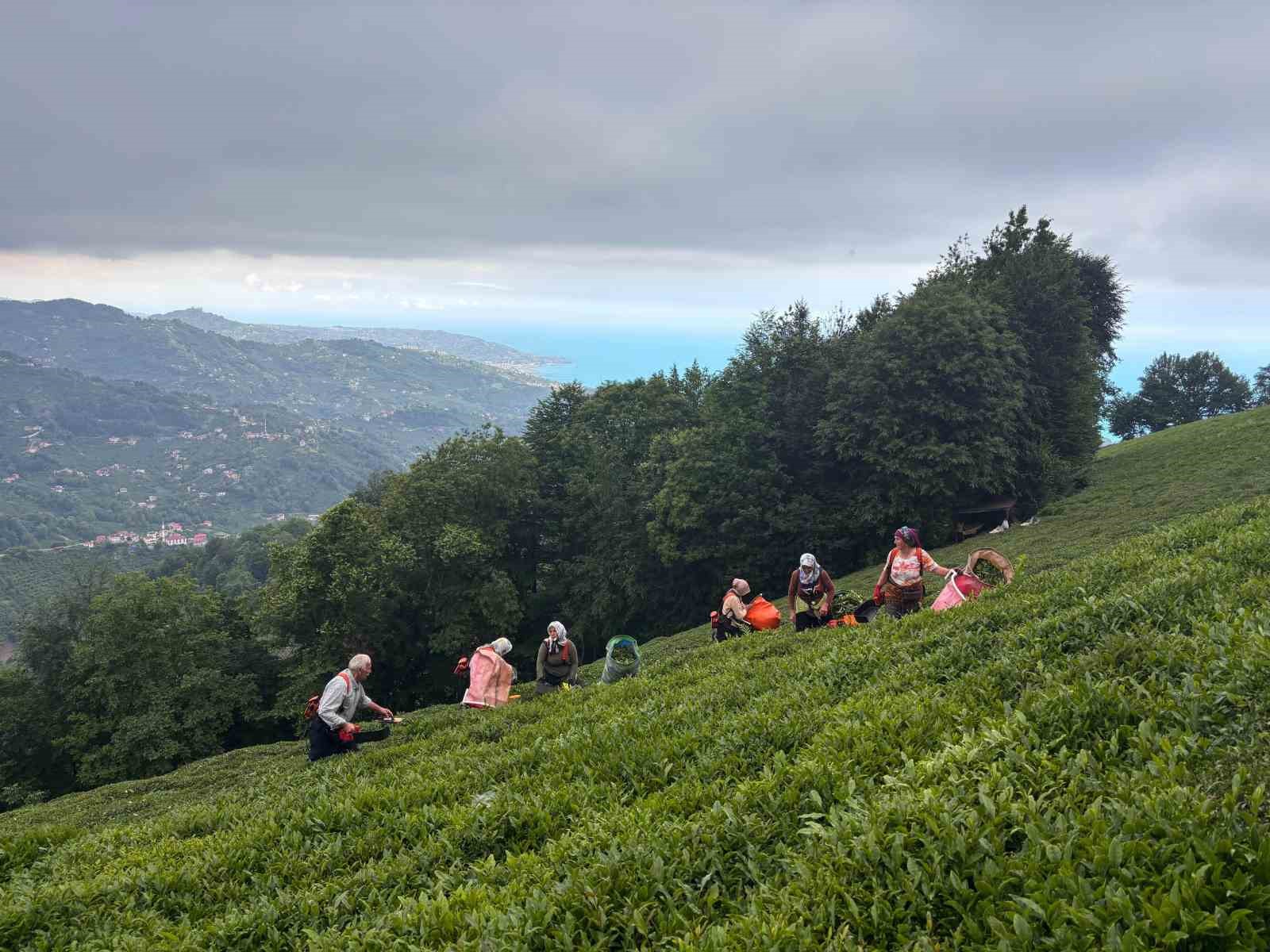 Karadeniz’in yeşil altınında zorlu hasat sürüyor