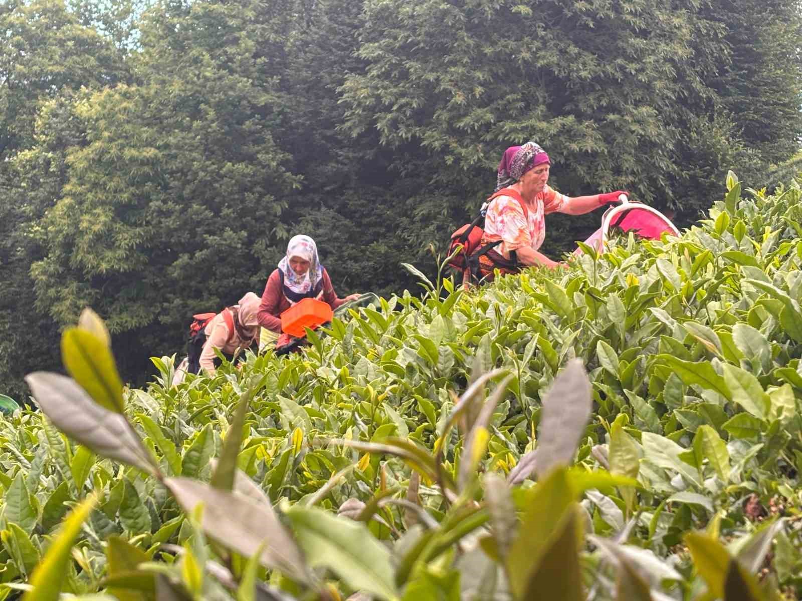 Karadeniz’in yeşil altınında zorlu hasat sürüyor