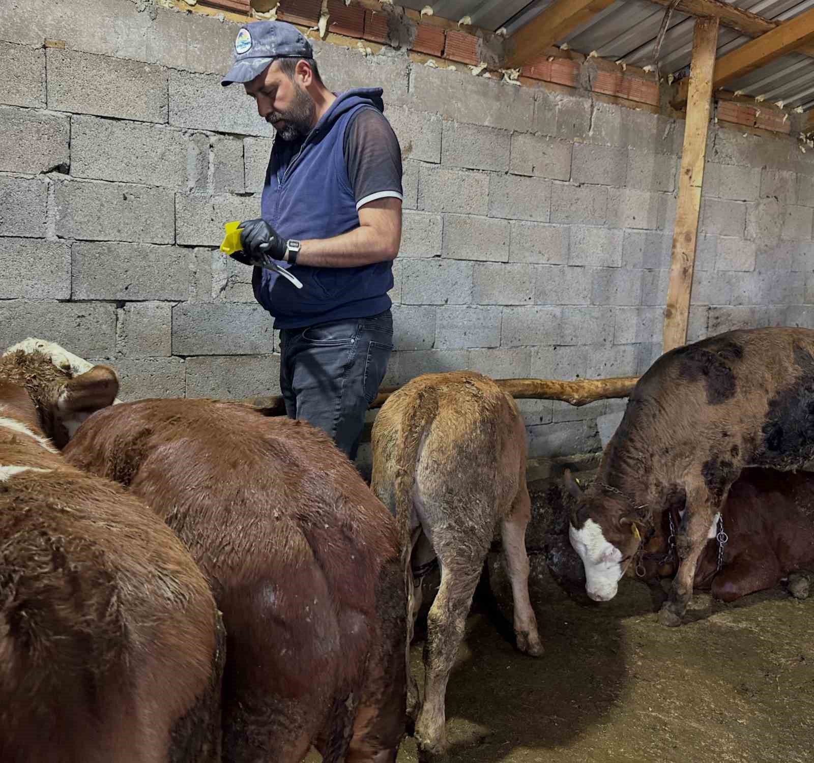 Aydıntepe’de 6 köyde daha buzağı küpeleme ve aşılama çalışmaları tamamlandı